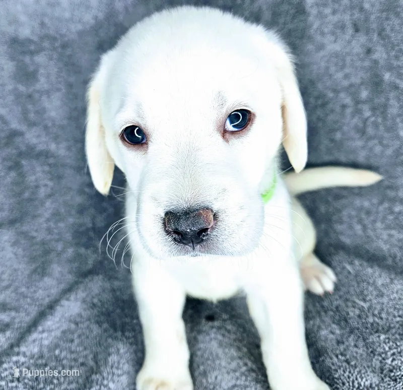 Dot AKC White – Labrador Retriever puppy for sale in San Diego, CA