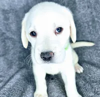 Dot AKC White, a female Labrador Retriever for sale in San Diego, CA – 1 of 3