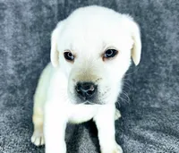 Mags AKC White, a female Labrador Retriever for sale in San Diego, CA – 6 of 6