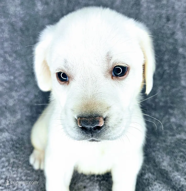 Lilly AKC White – Labrador Retriever puppy for sale in San Diego, CA