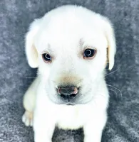 Lilly AKC White, a female Labrador Retriever for sale in San Diego, CA – 1 of 6