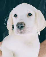 Lilly AKC English White, a female Labrador Retriever for sale in Fontana, CA – 4 of 10