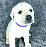 Mags AKC White, a female Labrador Retriever for sale in San Diego, CA – 4 of 6