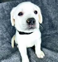Milly AKC White, a female Labrador Retriever for sale in San Diego, CA – 4 of 4