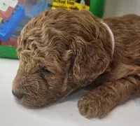Scout Mini F1b, a male Labradoodle and Miniature Labradoodle for sale in San Diego, CA – Photo 2 of 9