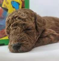 Scout Mini F1b, a male Labradoodle and Miniature Labradoodle for sale in San Diego, CA – Photo 6 of 9