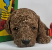 Scout Mini F1b, a male Labradoodle and Miniature Labradoodle for sale in San Diego, CA – Photo 1 of 9