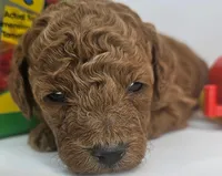 Scout Mini F1b, a male Labradoodle and Miniature Labradoodle for sale in San Diego, CA – Photo 4 of 9