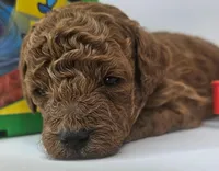 Scout Mini F1b, a male Labradoodle and Miniature Labradoodle for sale in San Diego, CA – Photo 3 of 9