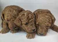 Scout Mini F1b, a male Labradoodle and Miniature Labradoodle for sale in San Diego, CA – Photo 7 of 9