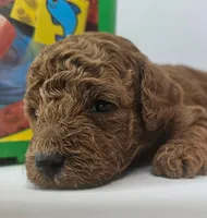 Scout Mini F1b, a male Labradoodle and Miniature Labradoodle for sale in San Diego, CA – Photo 5 of 9