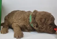 Spot Mini F1b, a male Labradoodle and Miniature Labradoodle for sale in San Diego, CA – Photo 5 of 9