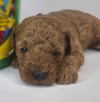 Spot Mini F1b, a male Labradoodle and Miniature Labradoodle for sale in San Diego, CA – Photo 1 of 9