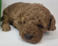Spot Mini F1b, a male Labradoodle and Miniature Labradoodle for sale in San Diego, CA – Photo 4 of 9