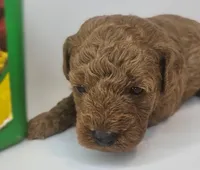 Spot Mini F1b, a male Labradoodle and Miniature Labradoodle for sale in San Diego, CA – Photo 2 of 9