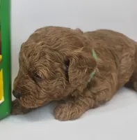 Spot Mini F1b, a male Labradoodle and Miniature Labradoodle for sale in San Diego, CA – Photo 3 of 9