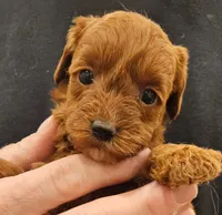 Meg Micro f1b, a female Labradoodle and Miniature Labradoodle for sale in San Diego, CA – Photo 2 of 6