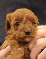 Meg Micro f1b, a female Labradoodle and Miniature Labradoodle for sale in San Diego, CA – Photo 1 of 6