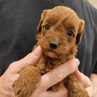 Meg Micro f1b, a female Labradoodle and Miniature Labradoodle for sale in San Diego, CA – Photo 6 of 6