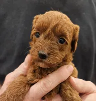 Meg Micro f1b, a female Labradoodle and Miniature Labradoodle for sale in San Diego, CA – Photo 4 of 6