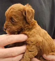 Meg Micro f1b, a female Labradoodle and Miniature Labradoodle for sale in San Diego, CA – Photo 5 of 6