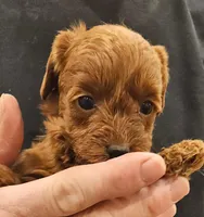 Meg Micro f1b, a female Labradoodle and Miniature Labradoodle for sale in San Diego, CA – Photo 3 of 6