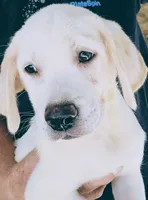 Lilly AKC English White, a female Labrador Retriever for sale in Fontana, CA – 5 of 10
