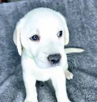 Dot AKC White, a female Labrador Retriever for sale in San Diego, CA – 3 of 3