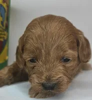 Bailey Mini F1b, a female Labradoodle and Miniature Labradoodle for sale in San Diego, CA – Photo 5 of 10