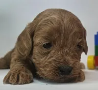 Bailey Mini F1b, a female Labradoodle and Miniature Labradoodle for sale in San Diego, CA – Photo 6 of 10