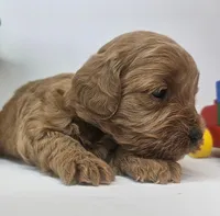 Bailey Mini F1b, a female Labradoodle and Miniature Labradoodle for sale in San Diego, CA – Photo 7 of 10