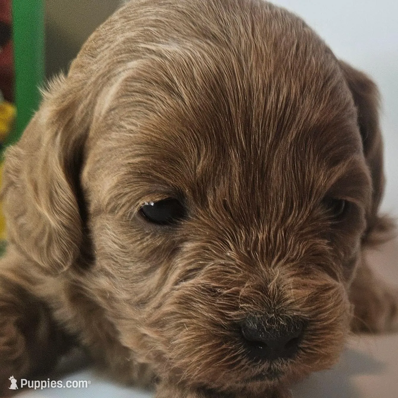 Bailey Mini F1b, a female Labradoodle and Miniature Labradoodle for sale in San Diego, CA – Photo 3 of 10
