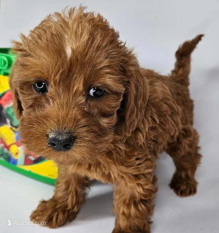 Bailey Mini F1b – Labradoodle, Miniature Labradoodle puppy for sale in San Diego, CA