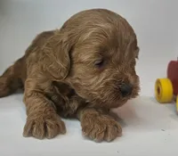 Bailey Mini F1b, a female Labradoodle and Miniature Labradoodle for sale in San Diego, CA – Photo 1 of 10