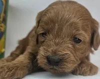Bailey Mini F1b, a female Labradoodle and Miniature Labradoodle for sale in San Diego, CA – Photo 2 of 10