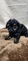 Snake, a male Poodle - Toy  for sale in Mount Pleasant, NC – Photo 4 of 5