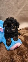 Snake, a male Poodle - Toy  for sale in Mount Pleasant, NC – Photo 3 of 5