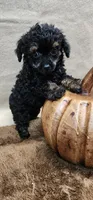 Snake, a male Poodle - Toy  for sale in Mount Pleasant, NC – Photo 1 of 5