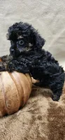 Snake, a male Poodle - Toy  for sale in Mount Pleasant, NC – Photo 2 of 5