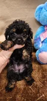 Snake, a male Poodle - Toy  for sale in Mount Pleasant, NC – Photo 5 of 5