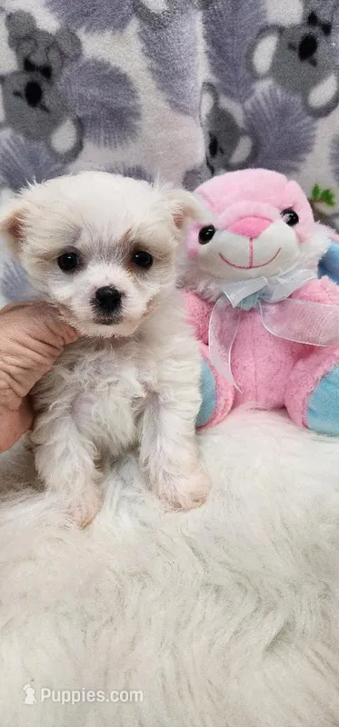 Maltese Female – Maltese puppy for sale in Mount Pleasant, NC