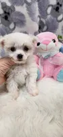 Maltese Female, a female Maltese for sale in Mount Pleasant, NC – 1 of 5