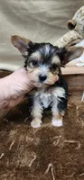 Petey, a male Yorkshire Terrier for sale in Mount Pleasant, NC – Photo 5 of 5