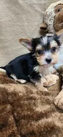 Petey, a male Yorkshire Terrier for sale in Mount Pleasant, NC – Photo 1 of 5