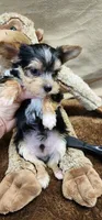 Petey, a male Yorkshire Terrier for sale in Mount Pleasant, NC – Photo 2 of 5