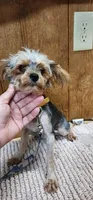 Brittany, a female Yorkshire Terrier for sale in Mount Pleasant, NC – 2 of 5