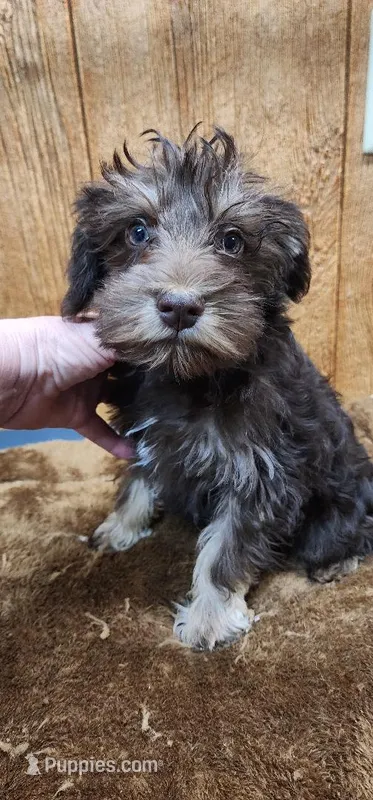 Tanner, a male Miniature Schnauzer for sale in Mount Pleasant, NC – 1 of 4