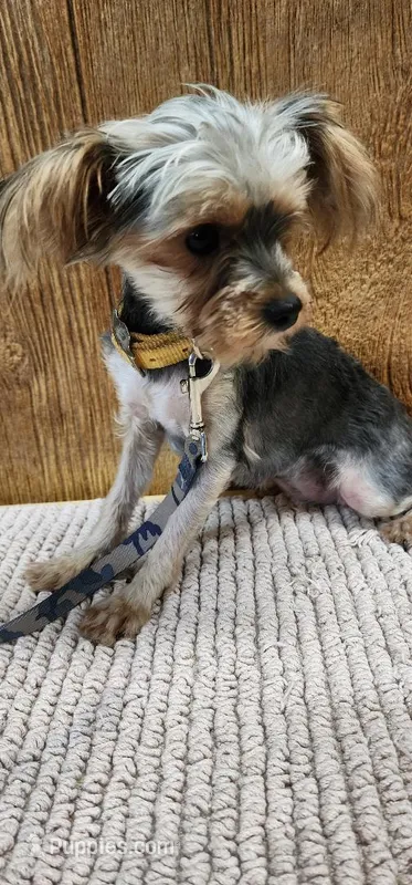 Brittany – Yorkshire Terrier puppy for sale in Mount Pleasant, NC