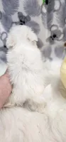 Maltese Male, a male Maltese for sale in Mount Pleasant, NC – 2 of 5
