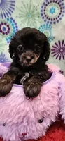 Jada, a female Shih Tzu and Poodle - Toy  for sale in Mount Pleasant, NC – 1 of 4